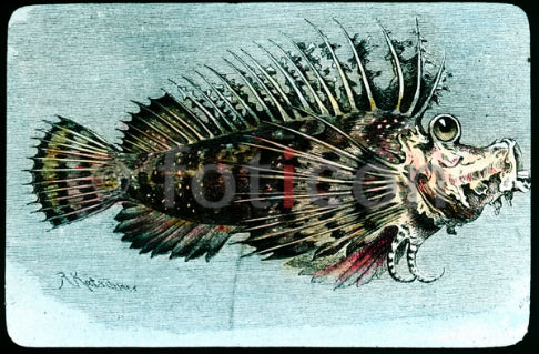 Sattelkopf | Spiny Devilfish (foticon-600-simon-meer-363-043.jpg)